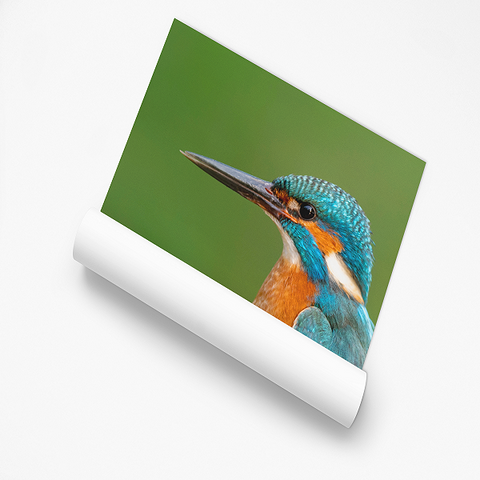 Poster IJsvogel